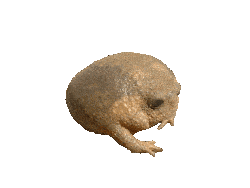 a crazy toad, man